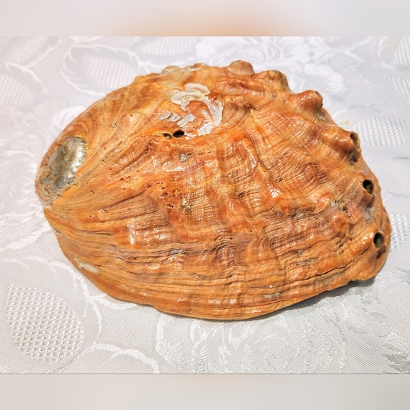 Big red Abalone Shell - Picture 3 of 9
